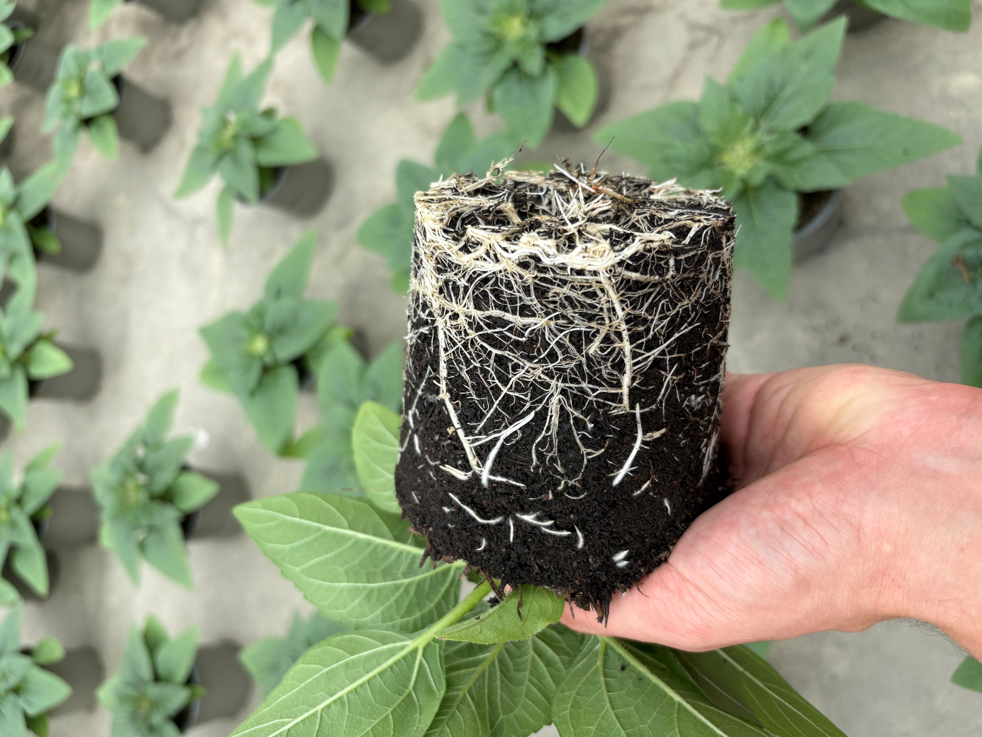 Es werden Kräuterpflanzen gezeigt.